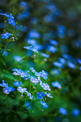 Sea of blue forget-me-nots