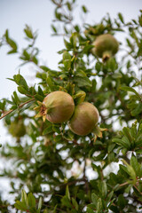 A couple of green pomegranate fruits on a branch