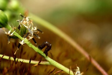 Caterpillar on a leaf