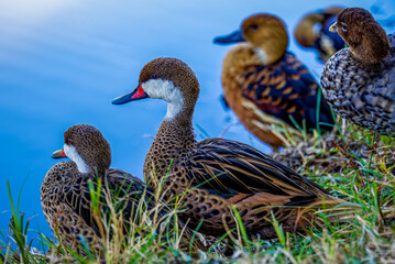 Ducklings in a group near lake
