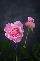 Fototapeta premium pink rose and rose bud, blooming flowers on a dark background