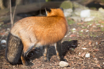 Orange fox