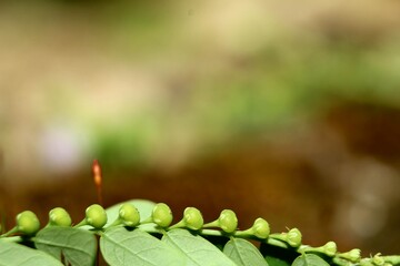 fruit grass. macro photo