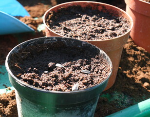 Sowing sunflower seeds outdoors in the spring sunshine