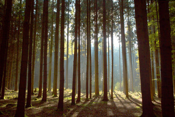 Autumnal forest