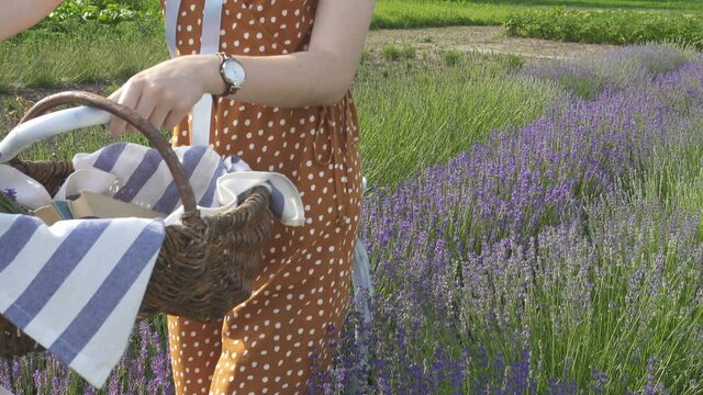 girl with the bike and the backet with the lavender bouquet standing at the lavender field
