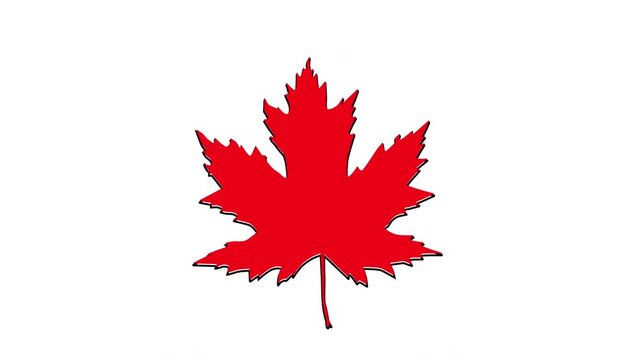 Red maple leaf seamless loop animation and luma matte, alpha channel. Element.