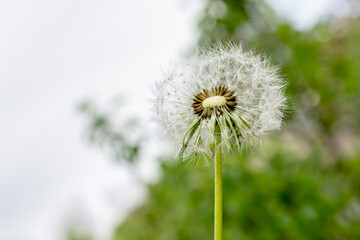 Dandelion seeds on the heads. Summer photo.