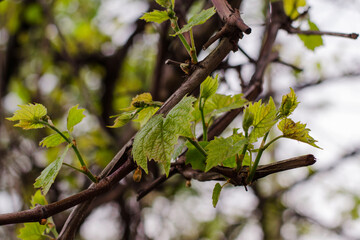 first grape leaves in spring
