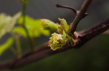 first grape leaves in spring
