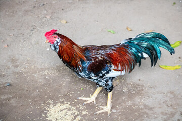 a cute beautiful colorful rooster eating sowing from sand on the village town, close up macro