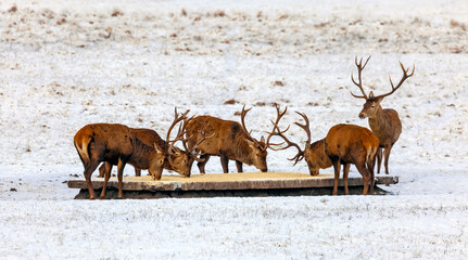 Deer are fed with grain and mixed feed on the feeding ground in winter.