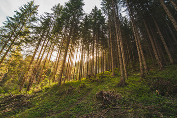 Fototapeta premium view of sunlight going through fir trees