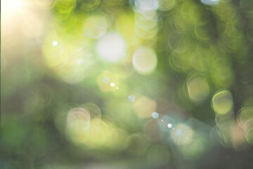 Nature green leaves on blurred greenery tree background and sunlight bokeh