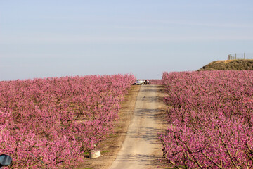 Campos frutales en flor. 