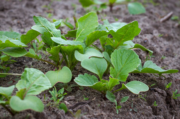 sprouted radish seeds in the garden bed