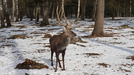 Fototapeta premium deer family in belarusian forest