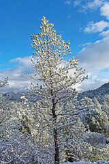 A snow covered Pinon Pine stands against a wintry background and the famous red rocks of Sedona, Arizona.