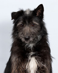 dog on gray background