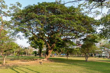 Beautiful nature at morning with sun in big city park