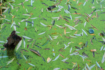 Swampy area near the river covered with duckweed, green small algae leaves on water surface, texture background. Lush vegetation close-up.