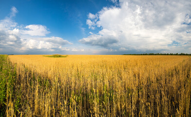 View of wheat field