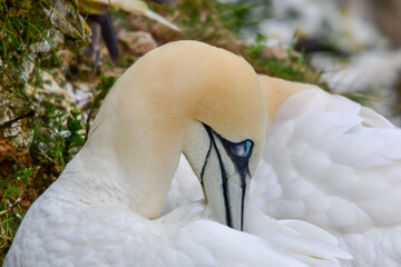 Obraz premium Gannet checking its feathers
