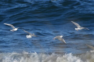 Seagulls ocean waves