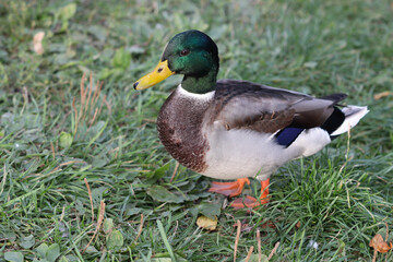 Naklejka na ściany i meble Soft focused image of adult drake on the background of a green lawn.