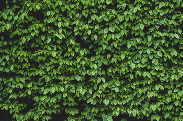 Green leaves wall background, succulent greenery close-up. colorful texture.