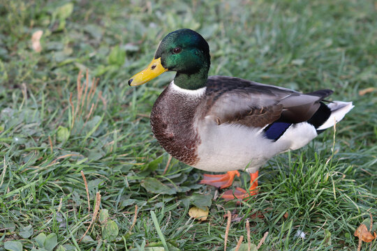Soft focused image of adult drake on the background of a green lawn.