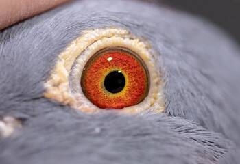 Unique pigeon eye. Wild grey bird eye