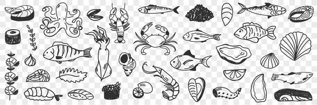 Seafood and fish doodle set. Collection of hand drawn crab shrimp prawn octopus shells caviar squid various fish for making dishes and sushi isolated on transparent background