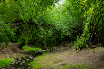 a forest environment with many trees and a small river next to it, with a broken tree branch hanging in the middle
