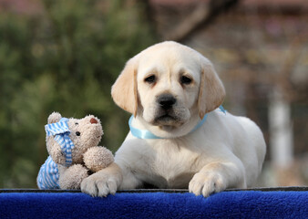 sweet nice yellow labrador puppy on the blue