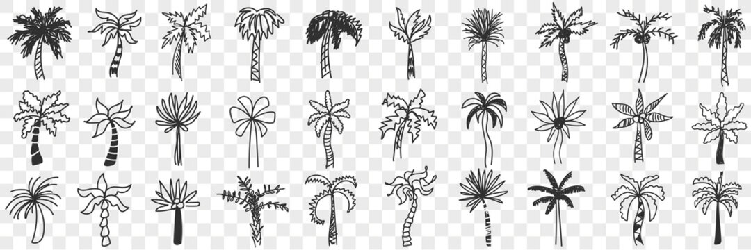 Exotic palm trees doodle set. Collection of hand drawn various shapes and styles of southern exotic palm trees with trunks and leaves isolated on transparent background