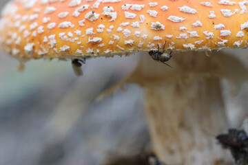 Hungry flies eat juicy orange amanita in the forest. Soft focused image.