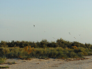 Yellowish sandy bushes and sky