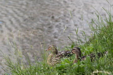 Naklejka na ściany i meble Soft focused image of gray ducks in dense green grass near the water on the shore of the pond.