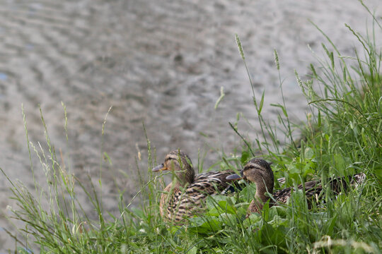 Soft focused image of gray ducks in dense green grass near the water on the shore of the pond.