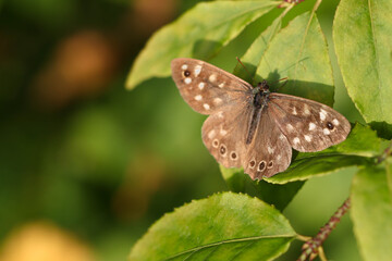 Butterfly Speckled wood (Pararge aegeria) in autumn forest on green leaves. Macro photo with soft focus.