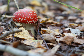 A medium unopened red fly agaric against the background of fallen yellow foliage in the thicket of the forest. Soft focused image.