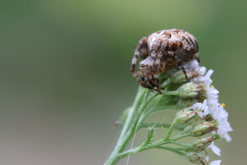 A large forest Cross spider is waiting for its prey for dinner in ambush. Soft focused macro image.