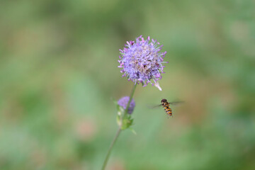 A hoverfly flies up to a blossoming lilac Knautia arvensis flower. Soft focused macro image.