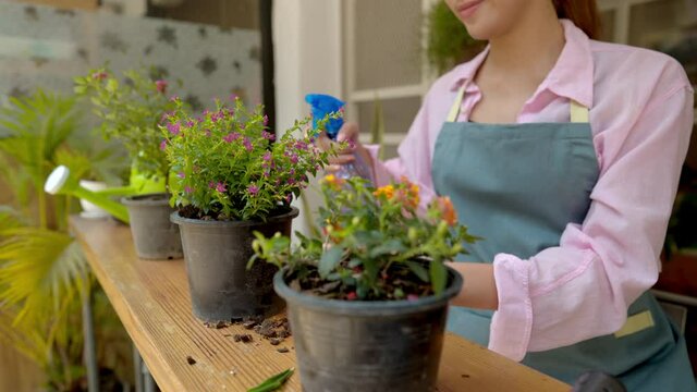 obby indoor plant greenery concept. happy young woman spraying water flower in the pot.