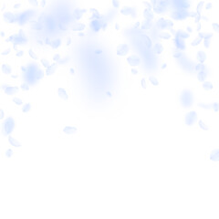 Light blue flower petals falling down. Popular rom