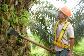 Senior traditional asian palm oil farmer looking for ripe palm oil fruits with cutting tool