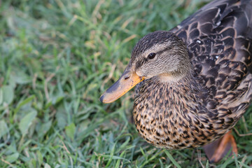 Adult mallard duck stands on the lawn in the park. Soft focused macro image.