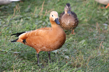 Adult Tadorna ferruginea red duck stands on the lawn in the park surrounded by other ducks. Soft focused macro image.