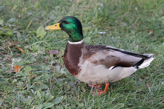Adult mallard drake stands on the lawn in the park. Soft focused macro image.